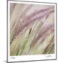 Fountain Grass 7-Ken Bremer-Mounted Limited Edition
