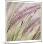 Fountain Grass 7-Ken Bremer-Mounted Limited Edition