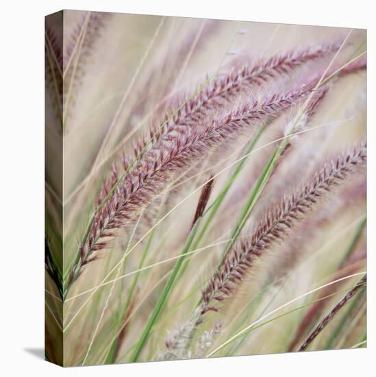 Fountain Grass 7-Ken Bremer-Stretched Canvas
