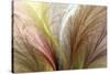 Fountain Grass II-James Burghardt-Stretched Canvas