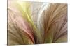 Fountain Grass II-James Burghardt-Stretched Canvas