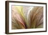 Fountain Grass II-James Burghardt-Framed Art Print