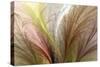 Fountain Grass II-James Burghardt-Stretched Canvas