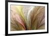 Fountain Grass II-James Burghardt-Framed Premium Giclee Print