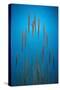 Fountain Grass In Blue-Steve Gadomski-Stretched Canvas