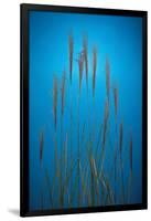 Fountain Grass In Blue-Steve Gadomski-Framed Photographic Print