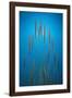 Fountain Grass In Blue-Steve Gadomski-Framed Photographic Print
