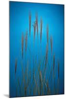 Fountain Grass In Blue-Steve Gadomski-Mounted Photographic Print