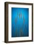 Fountain Grass In Blue-Steve Gadomski-Framed Photographic Print