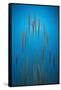 Fountain Grass In Blue-Steve Gadomski-Framed Stretched Canvas