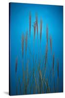 Fountain Grass In Blue-Steve Gadomski-Stretched Canvas