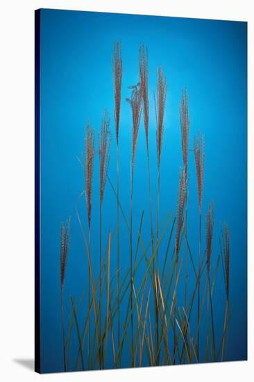 Fountain Grass In Blue-Steve Gadomski-Stretched Canvas