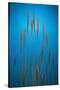 Fountain Grass In Blue-Steve Gadomski-Stretched Canvas