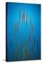 Fountain Grass In Blue-Steve Gadomski-Stretched Canvas