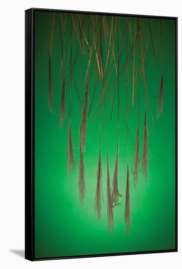 Fountain Grass In Green-Steve Gadomski-Framed Stretched Canvas