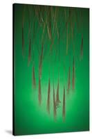 Fountain Grass In Green-Steve Gadomski-Stretched Canvas