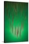 Fountain Grass In Green-Steve Gadomski-Stretched Canvas