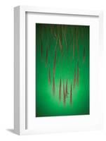 Fountain Grass In Green-Steve Gadomski-Framed Photographic Print