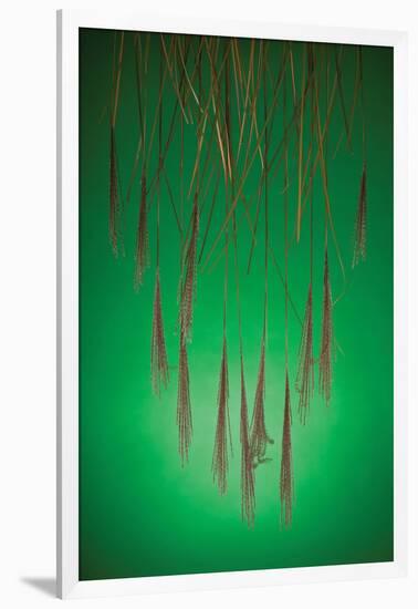 Fountain Grass In Green-Steve Gadomski-Framed Photographic Print