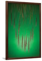 Fountain Grass In Green-Steve Gadomski-Framed Photographic Print