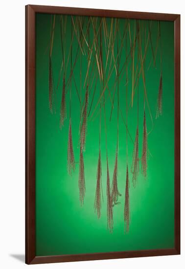 Fountain Grass In Green-Steve Gadomski-Framed Photographic Print