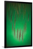 Fountain Grass In Green-Steve Gadomski-Framed Photographic Print