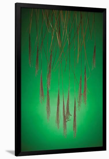 Fountain Grass In Green-Steve Gadomski-Framed Photographic Print