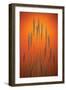 Fountain Grass In Orange-Steve Gadomski-Framed Premium Photographic Print