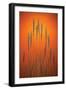 Fountain Grass In Orange-Steve Gadomski-Framed Premium Photographic Print