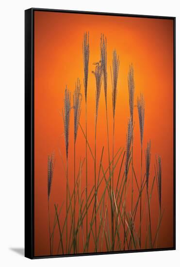 Fountain Grass In Orange-Steve Gadomski-Framed Stretched Canvas