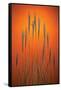 Fountain Grass In Orange-Steve Gadomski-Framed Stretched Canvas