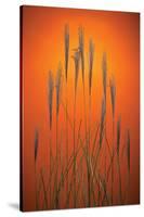 Fountain Grass In Orange-Steve Gadomski-Stretched Canvas