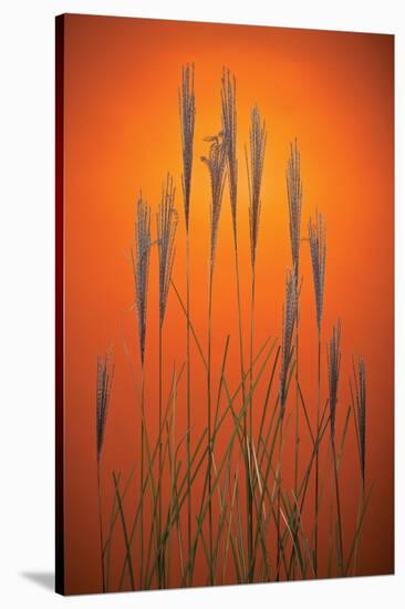 Fountain Grass In Orange-Steve Gadomski-Stretched Canvas