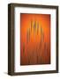 Fountain Grass In Orange-Steve Gadomski-Framed Photographic Print