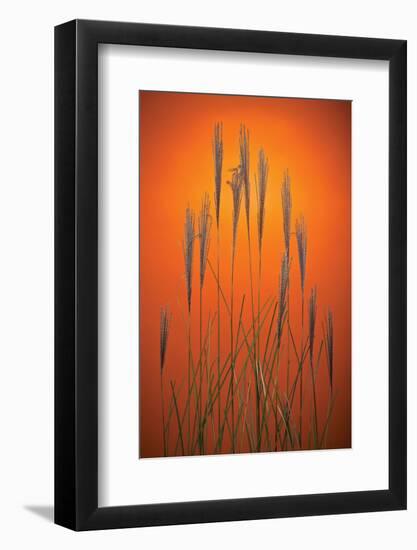 Fountain Grass In Orange-Steve Gadomski-Framed Photographic Print