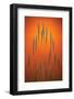 Fountain Grass In Orange-Steve Gadomski-Framed Photographic Print