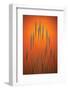 Fountain Grass In Orange-Steve Gadomski-Framed Photographic Print