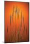 Fountain Grass In Orange-Steve Gadomski-Mounted Photographic Print