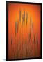 Fountain Grass In Orange-Steve Gadomski-Framed Photographic Print