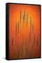 Fountain Grass In Orange-Steve Gadomski-Framed Stretched Canvas