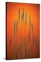 Fountain Grass In Orange-Steve Gadomski-Stretched Canvas