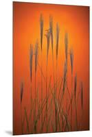 Fountain Grass In Orange-Steve Gadomski-Mounted Premium Photographic Print