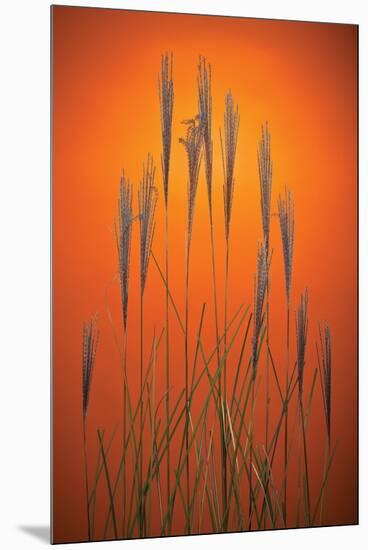 Fountain Grass In Orange-Steve Gadomski-Mounted Premium Photographic Print