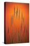 Fountain Grass In Orange-Steve Gadomski-Stretched Canvas