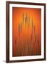 Fountain Grass In Orange-Steve Gadomski-Framed Premium Photographic Print