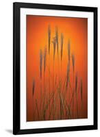 Fountain Grass In Orange-Steve Gadomski-Framed Premium Photographic Print