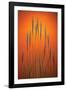 Fountain Grass In Orange-Steve Gadomski-Framed Photographic Print