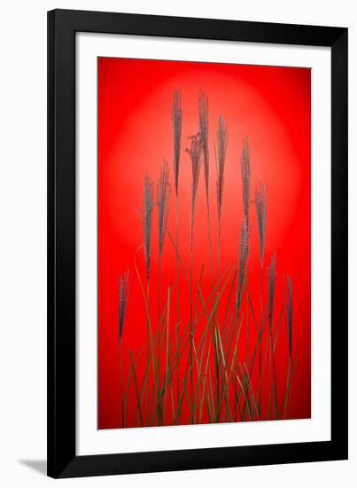 Fountain Grass In Red-Steve Gadomski-Framed Photographic Print