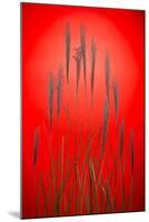 Fountain Grass In Red-Steve Gadomski-Mounted Photographic Print