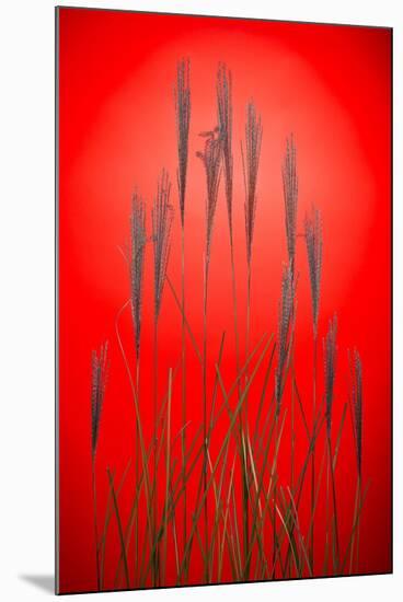 Fountain Grass In Red-Steve Gadomski-Mounted Photographic Print